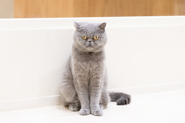 ロン の写真
