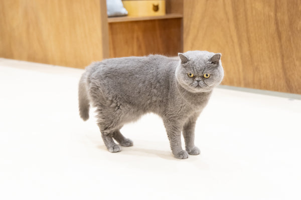 ロン の写真