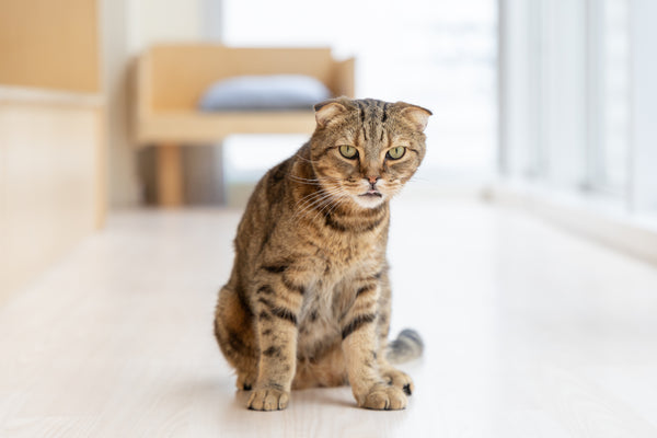 テル の写真