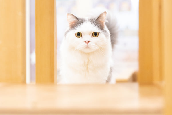 ウイ の写真