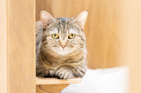 ゆうり