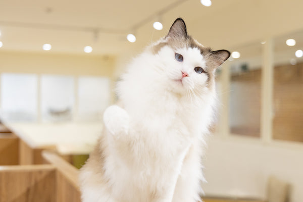 ネージュ の写真