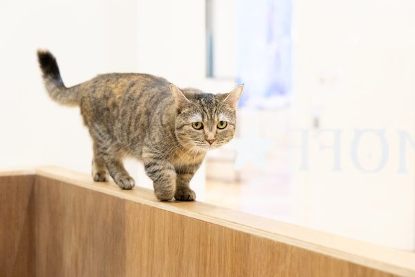 ユウリ の写真