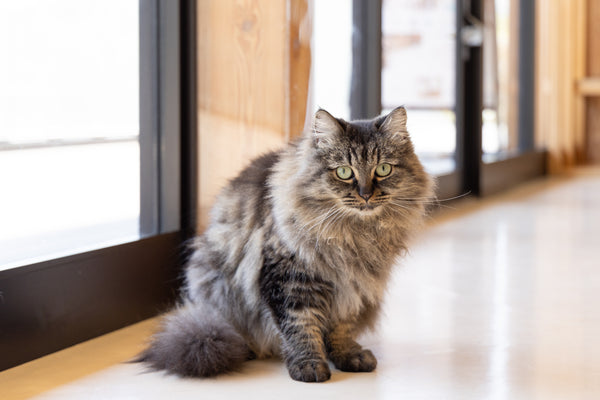 カノン の写真
