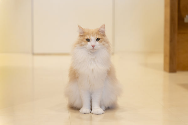 シフォン の写真