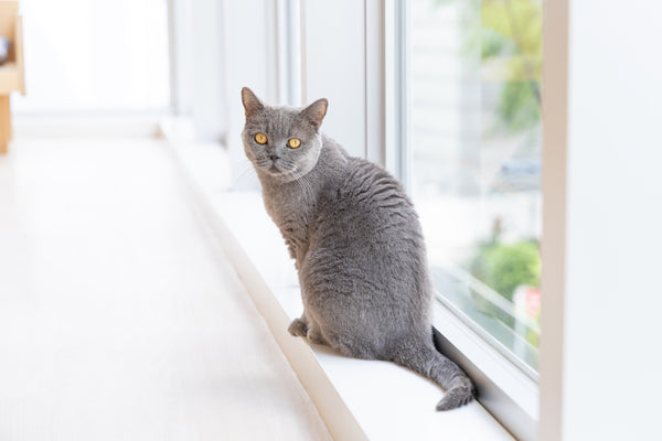 チュラ の写真