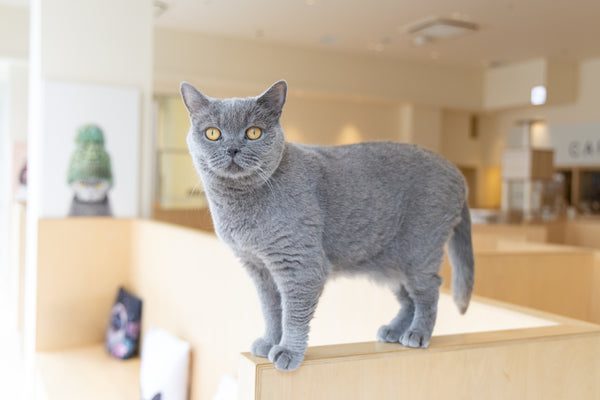 チュラ の写真