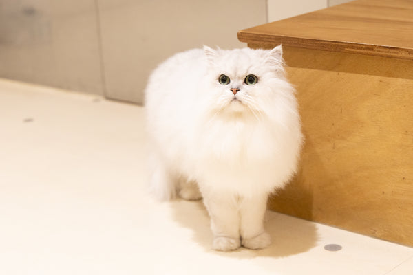 ルカ の写真