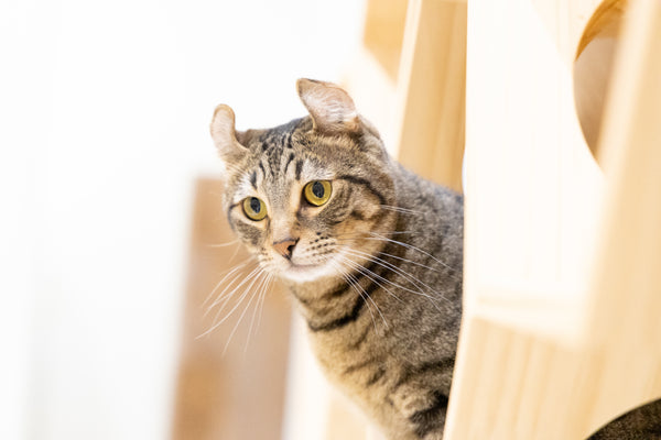 ナナ の写真