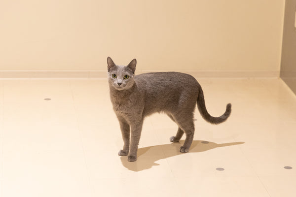 ブルーナ の写真