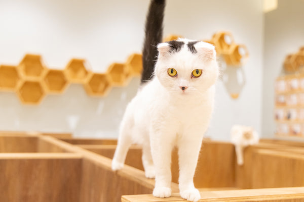 ヒスイ の写真