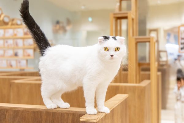 ヒスイ の写真