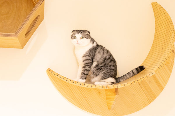 トミー の写真