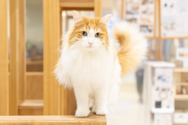 ウタ の写真