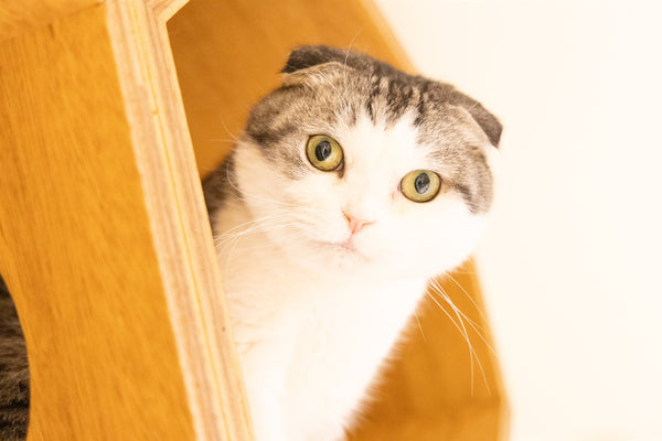 トミー の写真
