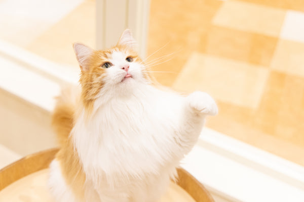ウタ の写真
