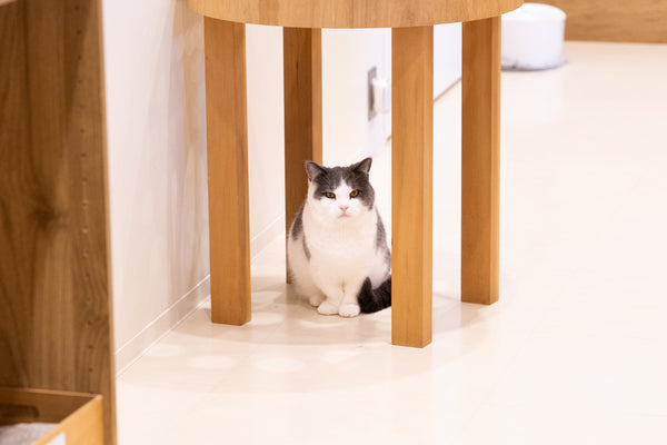 ココ の写真