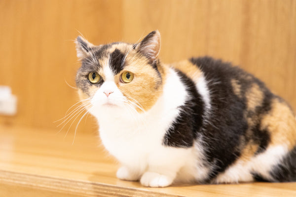 ナデシコ の写真