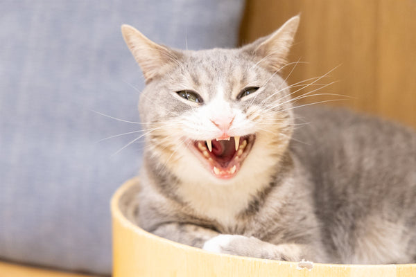 フブキ の写真