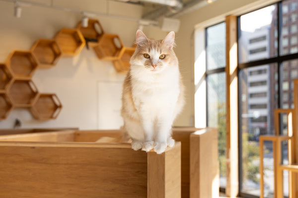 リノ の写真