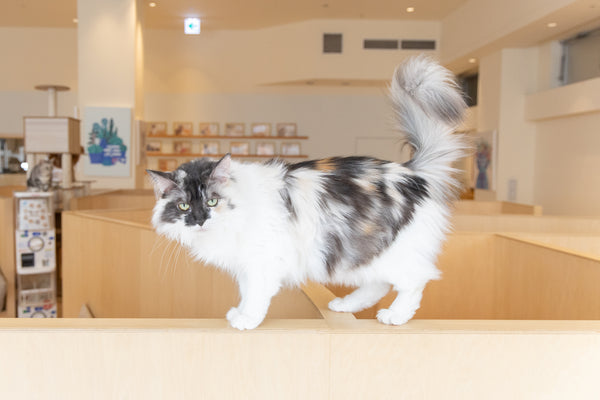 ヴェル の写真