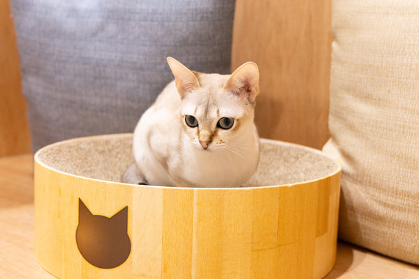 ククナ の写真
