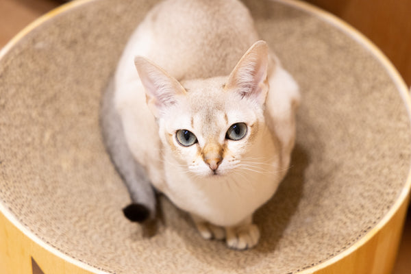 ククナ の写真