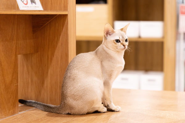 ククナ の写真