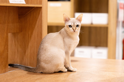 ククナ