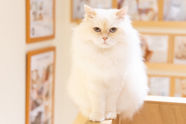 ミルキー の写真