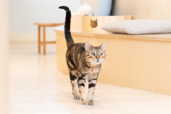ラウン の写真