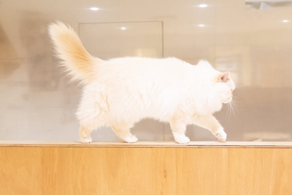 ミルキー の写真