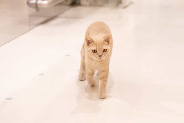 プリン の写真