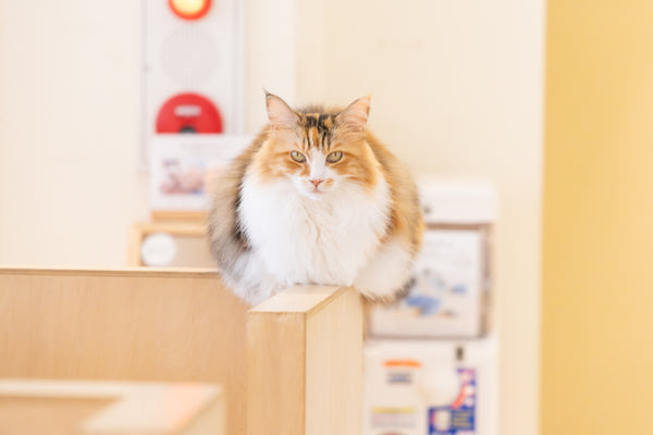 ユイ の写真