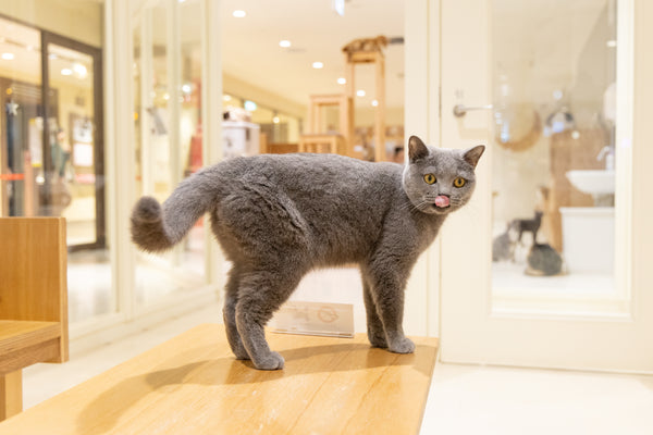 チロ の写真