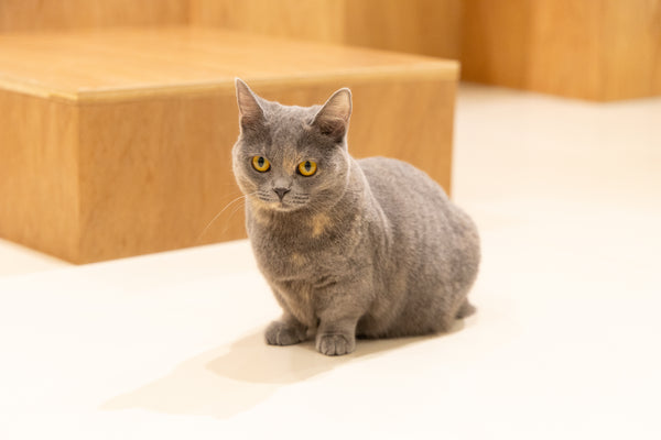 セサミ の写真