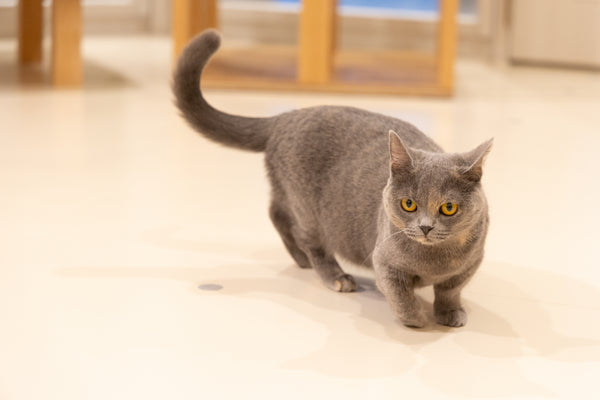 セサミ の写真