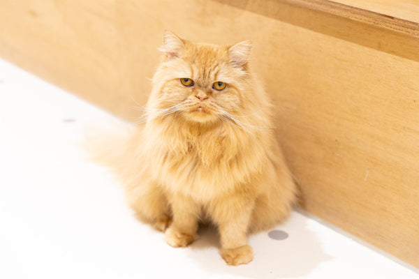 ヒナ の写真