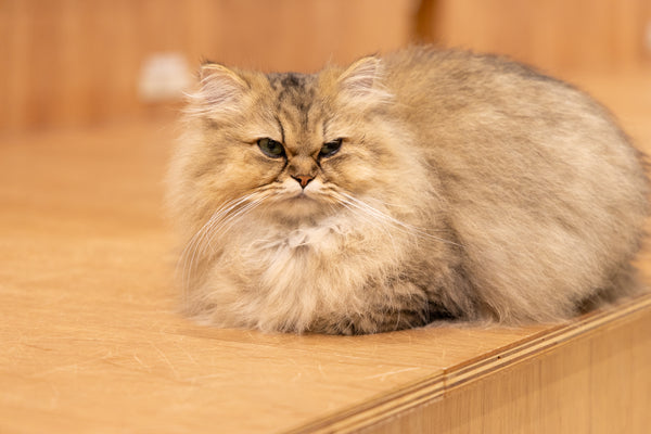 ロゼ の写真