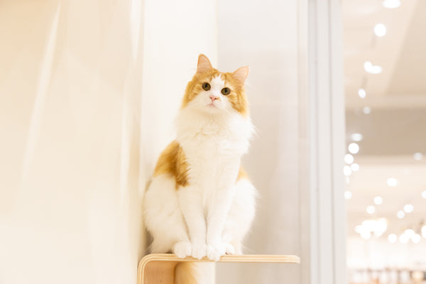 ミモ の写真