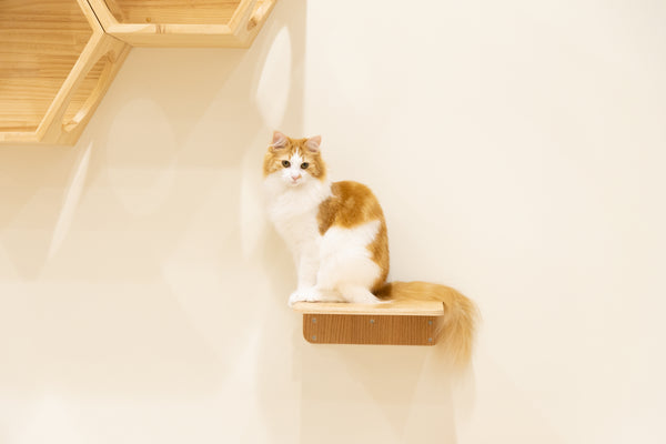 ミモ の写真