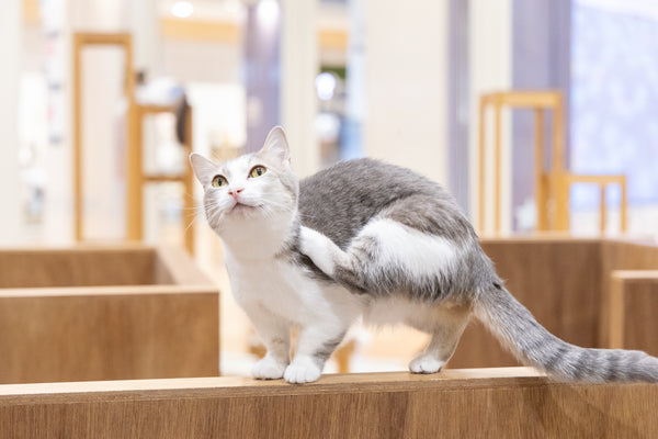 ピノ の写真