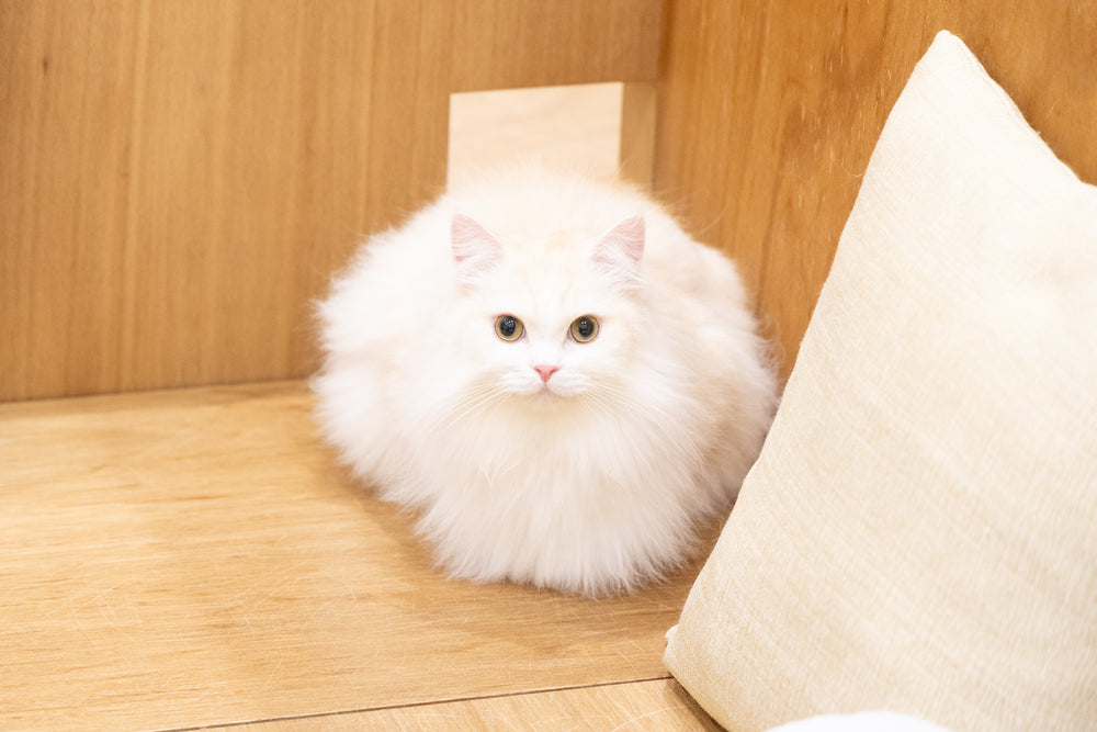 リゲル