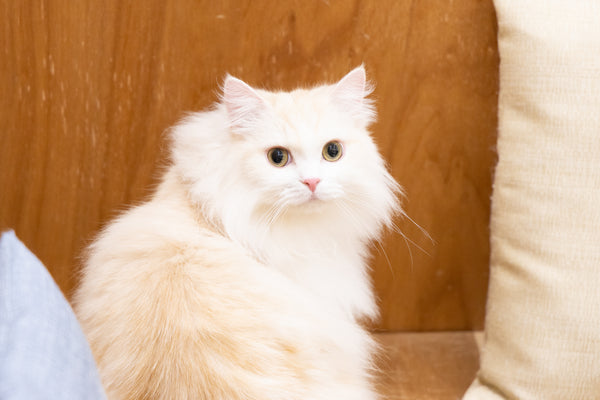 リゲル の写真