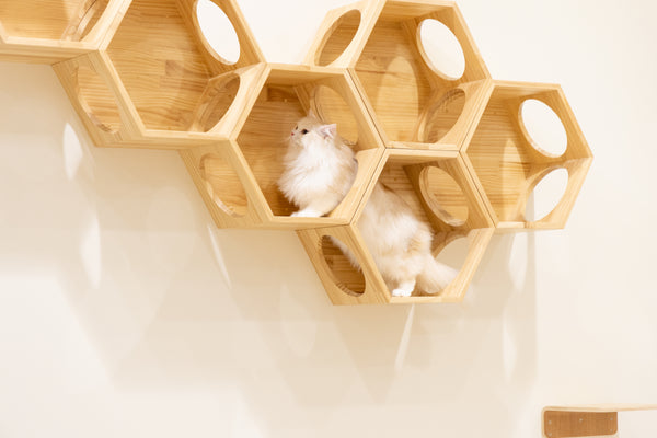 リゲル の写真