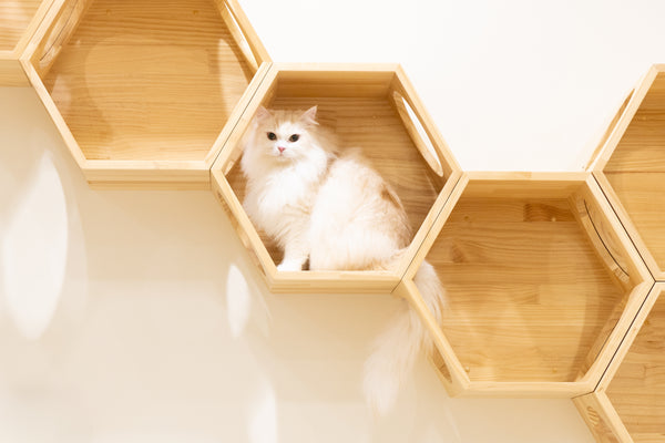 リゲル の写真