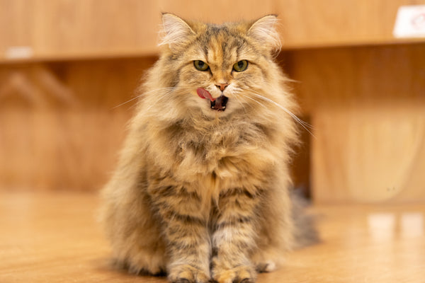コゼット の写真