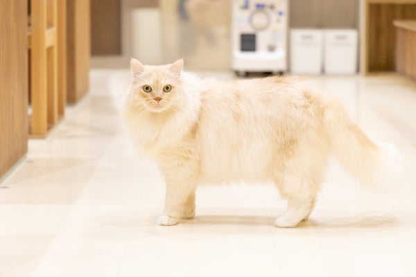 キナリ の写真