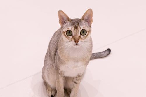 アデル