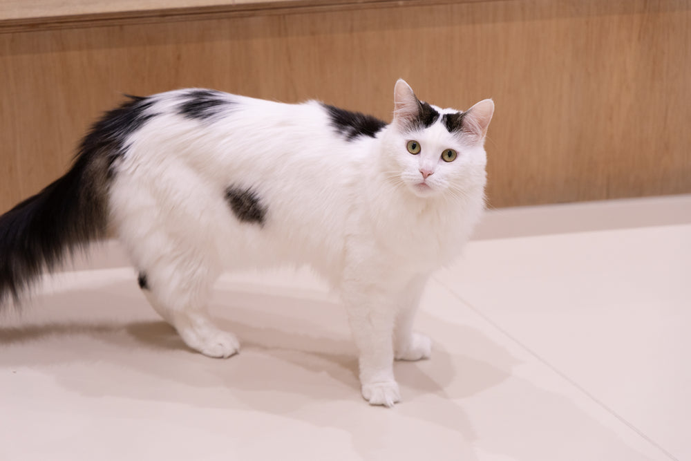ピアリィ